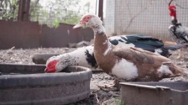 Ördekler Hayvan Bahçesinde Su İçiyorlar. Çiftlik Avlusunda Evcil Ördekler ve Tavuklar. Hayvan Çiftliği. 4k görüntü