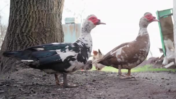 Domácí Kachny Kráčející Farmyardu Venkově Domácí Kachny Barnyardu Farmu Zvířat — Stock video