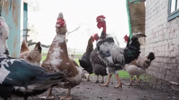 Ducks Chickens Walking Farmyard Countryside Domestic Ducks Chickens Barnyard Animal — Stock Video