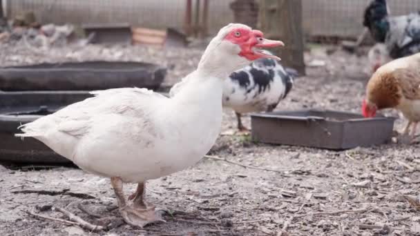 Patos Galinhas Domésticos Caminhando Farmyard Countryside Quinta Dos Animais Filmagem — Vídeo de Stock