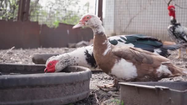 Canards Eau Potable Dans Cour Des Animaux Domestic Ducks Chickens — Video