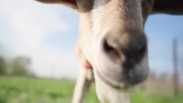 ヤギはカメラに見え 頭に達する 農業と家畜のコンセプト フッテージ — ストック動画