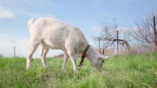 Little White Goat Eating Green Grass Meadow Farming Livestock Concept — Stock Video