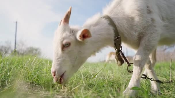 Cabra Doméstica Branca Grazing Pasture Antecedentes Meadow Com Grama Verde — Vídeo de Stock