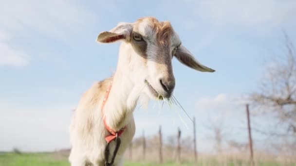 Gros Plan Une Herbe Mâcher Chèvre Dans Prairie Arrière Plan — Video