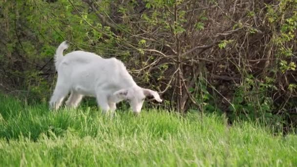 Liten Vit Get Äter Grönt Gräs Ängen Jordbruk Och Boskapskoncept — Stockvideo