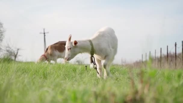 Pâturage Chèvres Dans Pré Avec Herbe Verte Concept Agriculture Bétail — Video
