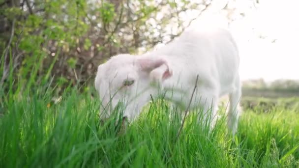 White Young Goat Eating Green Grass Meadow Gros Plan Chèvre — Video