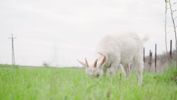 Λευκή Εγχώρια Κατσίκα Βόσκηση Ζυμαρικά Πράσινο Γρασίδι Καλλιέργεια Και Κτηνοτροφία — Αρχείο Βίντεο
