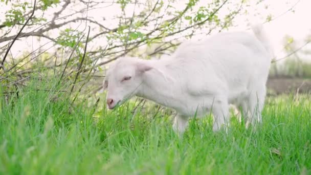 Jovem Cabra Branca Comendo Grama Verde Prado Conceito Pecuária Filmagem — Vídeo de Stock