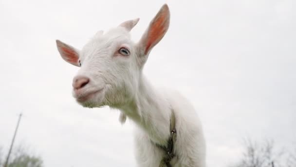 Jeune Chèvre Blanche Mangeant Herbe Verte Dans Prairie Concept Bétail — Video