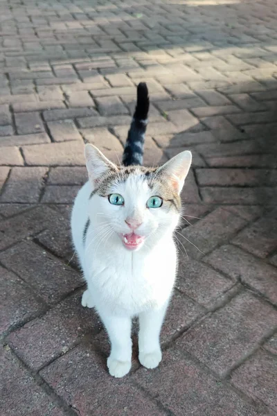 White Cat Black Tail Blue Eyes Looking Camera — Stock Photo, Image