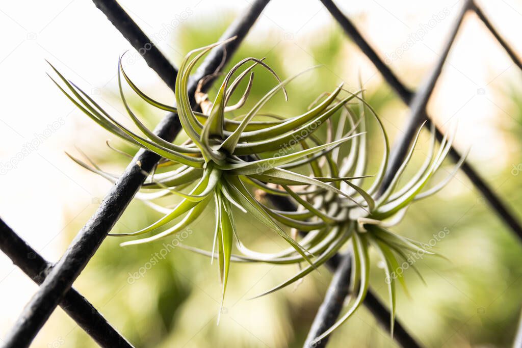 Air carnation hanging from a window grill. Tillandsia.