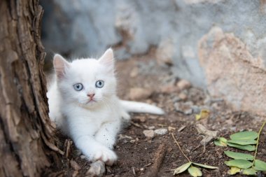 Kameraya bakan beyaz kedi yavrusu.