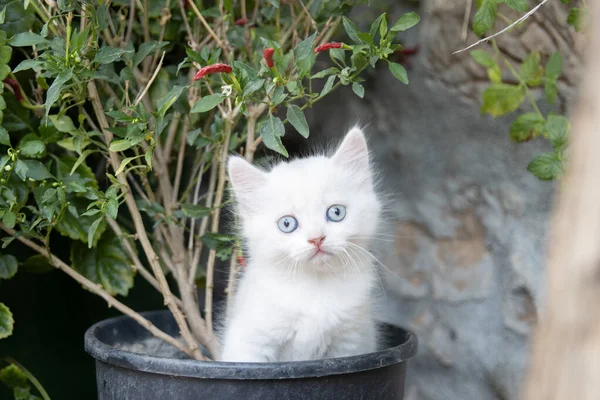 White kitten in a pot looking at camera — Stock Photo, Image