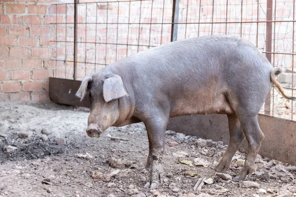 Cerdo ibérico en la granja porcina — Foto de Stock