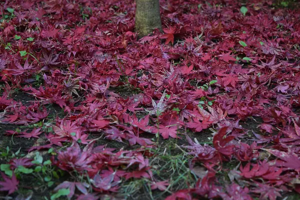 Närbild Japanska Lönnlöv Med Klassiska Höstfärger Faller Till Marken — Stockfoto