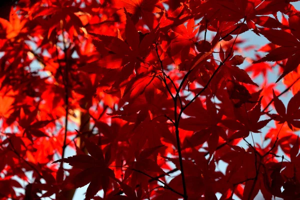 Zbliżenie Japońskiego Klonu Palmowego Charakterystycznymi Czerwonymi Liśćmi Sezonie Jesiennym — Zdjęcie stockowe