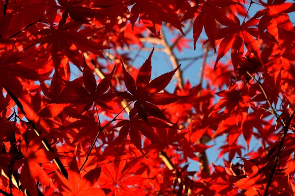 Primer Plano Del Arce Palmado Japonés Con Sus Distintivas Hojas — Foto de Stock