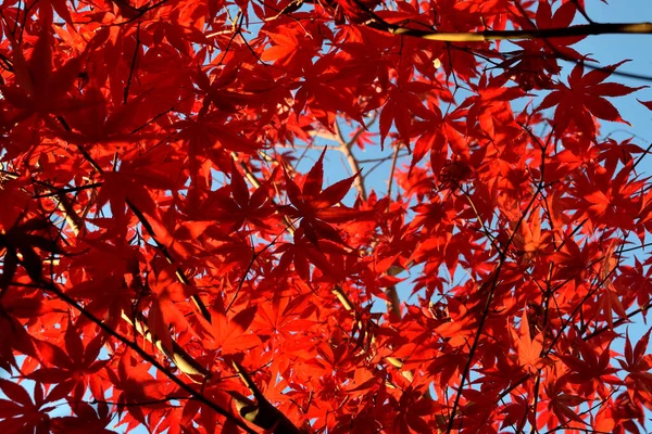 Zbliżenie Japońskiego Klonu Palmowego Charakterystycznymi Czerwonymi Liśćmi Sezonie Jesiennym — Zdjęcie stockowe