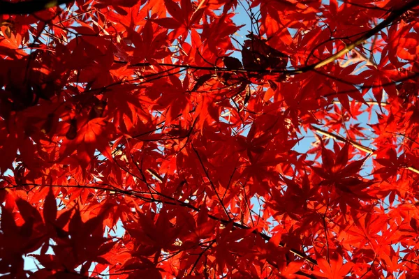 Primer Plano Del Arce Palmado Japonés Con Sus Distintivas Hojas — Foto de Stock