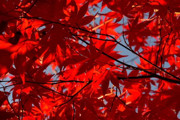 Primer Plano Del Arce Palmado Japonés Con Sus Distintivas Hojas — Foto de Stock