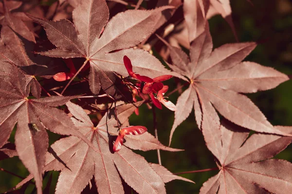 Närbild Japansk Palmate Lönn Med Sina Distinkta Röda Blad Vårsäsongen — Stockfoto