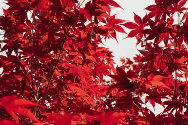 Bahar mevsiminde kendine özgü kırmızı yaprakları olan Japon palmiye ağaçlarının yakın çekimi..