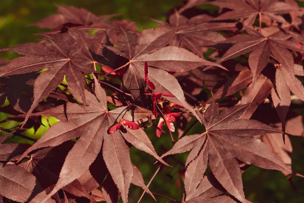 Närbild Japansk Palmate Lönn Med Sina Distinkta Röda Blad Vårsäsongen — Stockfoto