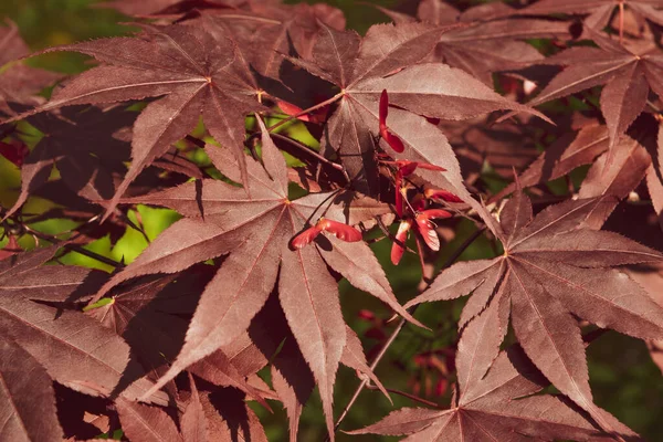 Närbild Japansk Palmate Lönn Med Sina Distinkta Röda Blad Vårsäsongen — Stockfoto