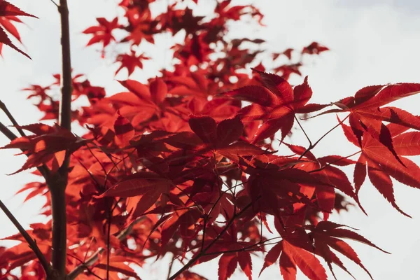 Zbliżenie Japońskiego Klonu Palmowego Charakterystycznymi Czerwonymi Liśćmi Sezonie Wiosennym — Zdjęcie stockowe