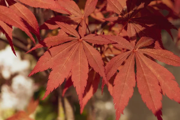 Närbild Acer Palmatum Bonsai Med Sina Distinkta Röda Blad — Stockfoto
