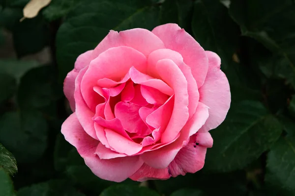 Крупный План Красивого Цветка Розы Лепестками — стоковое фото