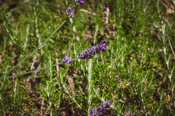 美しいラベンダーの花から蜜を吸う準備をしている蜂の閉鎖 夏のシーズン中 — ストック写真