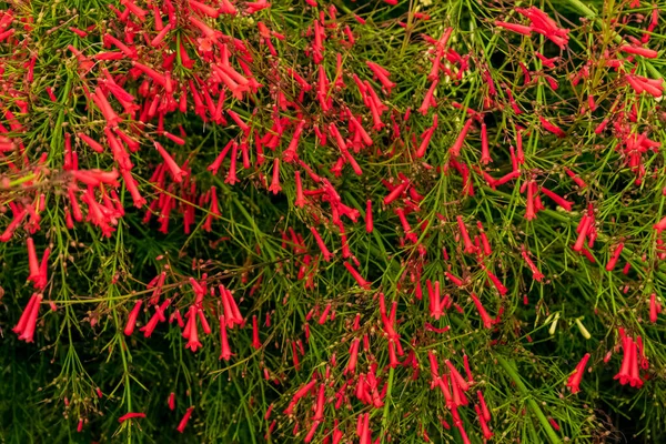 Zbliżenie Pięknej Rośliny Russelia Equisetiformis Charakterystycznymi Kwiatami Zauważ Niesamowicie Czerwony — Zdjęcie stockowe