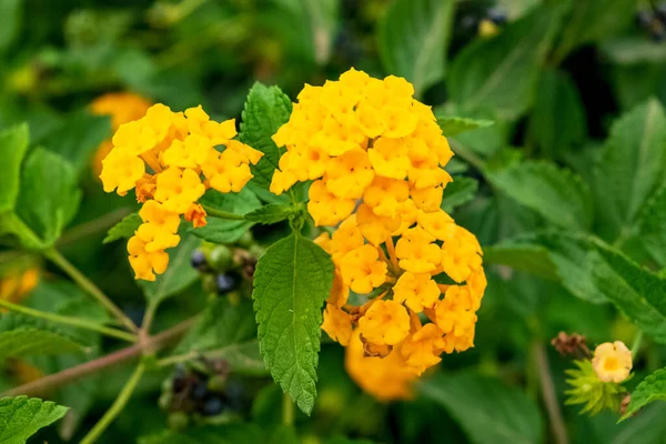 Close Van Een Prachtige Lantana Hirta Plant Met Zijn Karakteristieke — Stockfoto