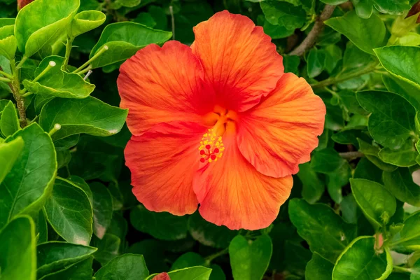 Close Van Een Prachtige Hibiscus Plant Met Zijn Karakteristieke Bloemen — Stockfoto