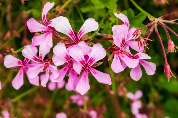 Close Van Een Prachtige Geraniumplant Met Zijn Karakteristieke Bloemen Let — Stockfoto