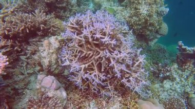 Tropikal mercan resifinin inanılmaz manzarası