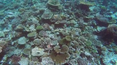 Tropikal mercan resifinin inanılmaz manzarası