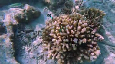 Tropikal mercan resifinin inanılmaz manzarası