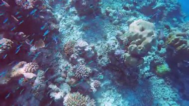 Tropikal mercan resifinin inanılmaz manzarası