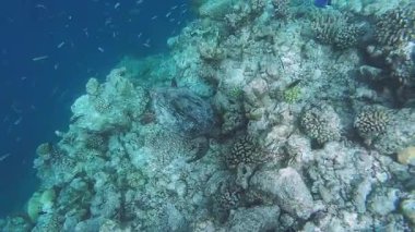 Mercan resifinde deniz kaplumbağasının inanılmaz yakınlığı.