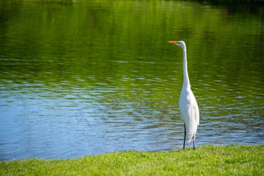 Büyük beyaz balıkçıl, göletin kıyısındaki parlak yeşil çimlerin üzerinde duruyor..