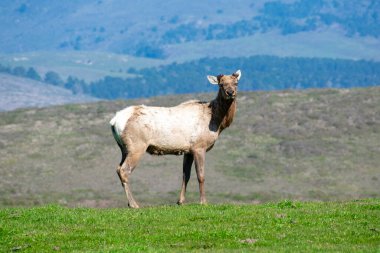 Tule geyiği yeşil çimlerin üzerinde duruyor ve kameraya bakıyor. Erkek geyiğin büyüyen mevsimin başlangıcında boynuzları yoktur.