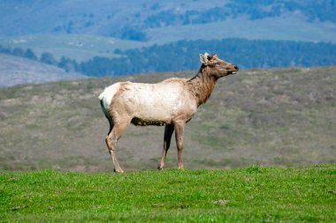 Tule elk bull stands on green grass. The male elk is without antlers at the beginning antlers of the growing season clipart