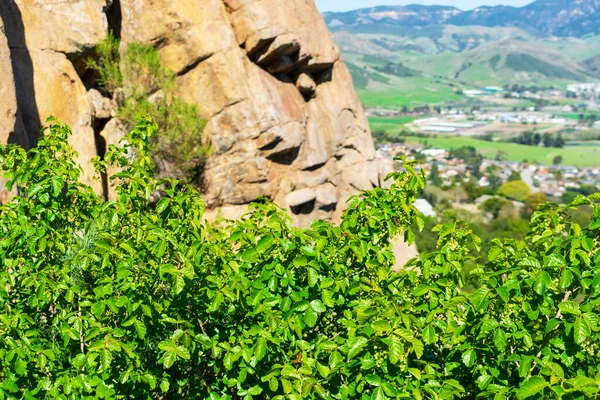 Pacific Poison Oak Toxicodendron Diversilobum Yoğun Çalılıklar Tam Gün Işığında — Stok fotoğraf