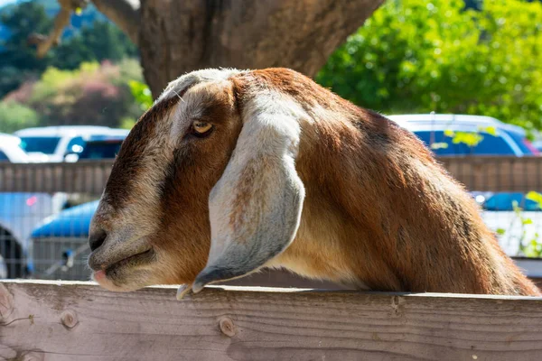 Head profile portrait of brown adult Anglo-Nubian goat with a Roman nose and pendulous ears in behind the fence in petting zoo with cars in background