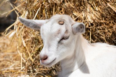 Saman balyalarının arka planına sahip genç bir Alp keçisinin kafa portresi.