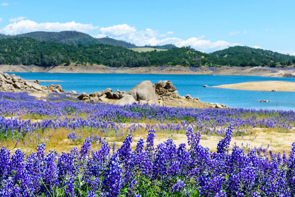 Wildflower lupines super bloom purple fields on the scenic shore of drained Folsom Lake, California. Focus on the lower row of lupines. Blurred background.